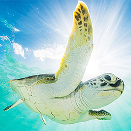 Bahamas Tours